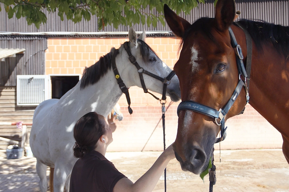 Mitarbeiterin ist mit zwei Pferden auf Gelände des Reitstalls beschäftigt