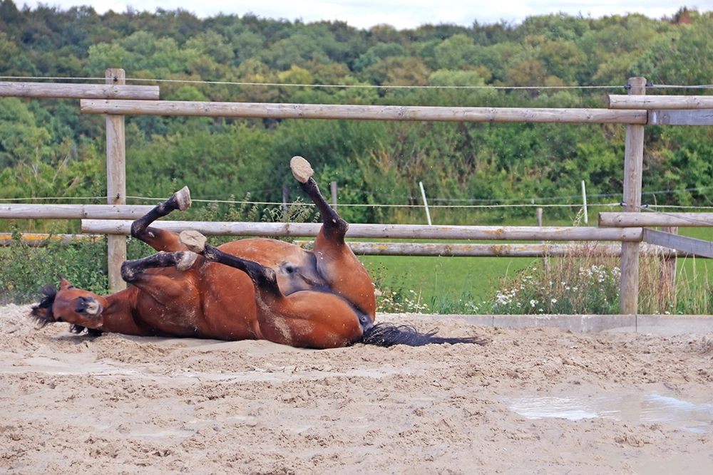 Pferd wälzt sich zufrieden auf Sandboden