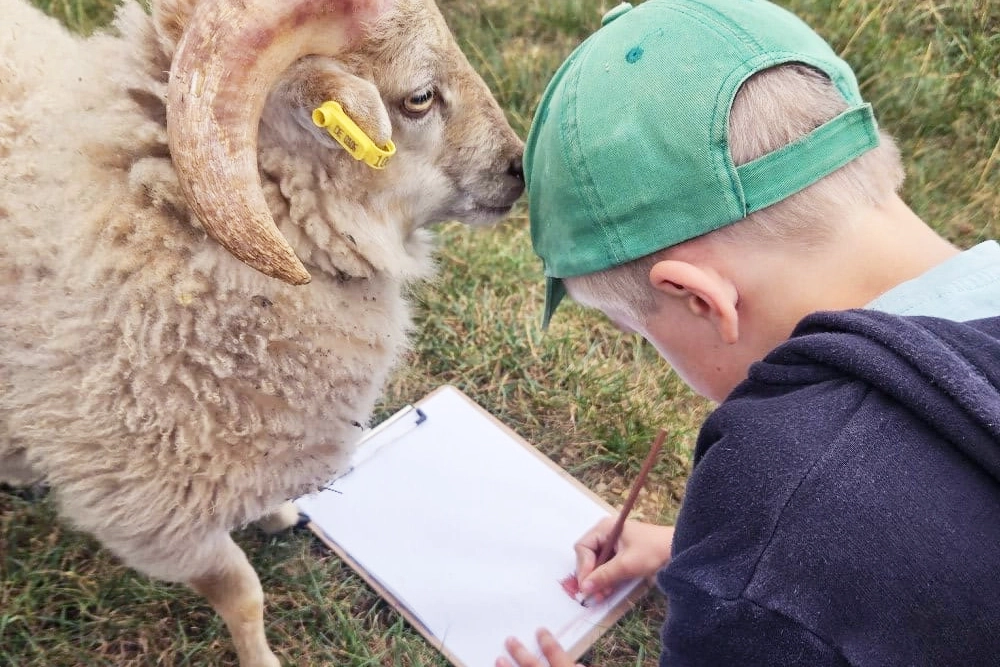 Kind fertigt eine Zeichnung auf Papier, neben ihm steht ein Schafsbock