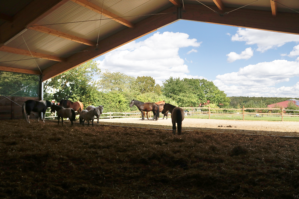 Kleine Gruppe von Pferden auf offener Freifläche des Aktivstalls, draußen sonniges Wetter