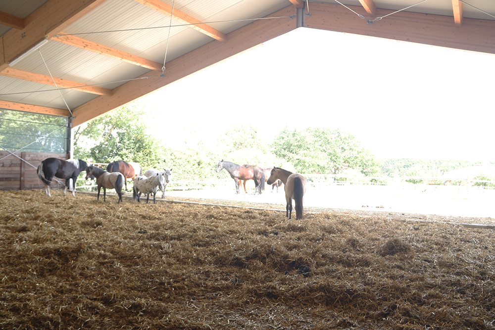 Gruppe von Pferden auf offener Freifläche des Aktivstalls, draußen helles Sonnenlicht