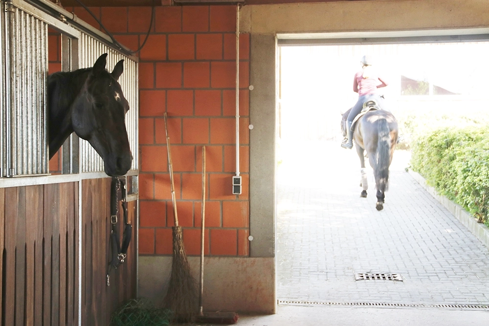 Reiterin auf Pferd verlässt Gebäude, weiteres Pferd schaut aus Box