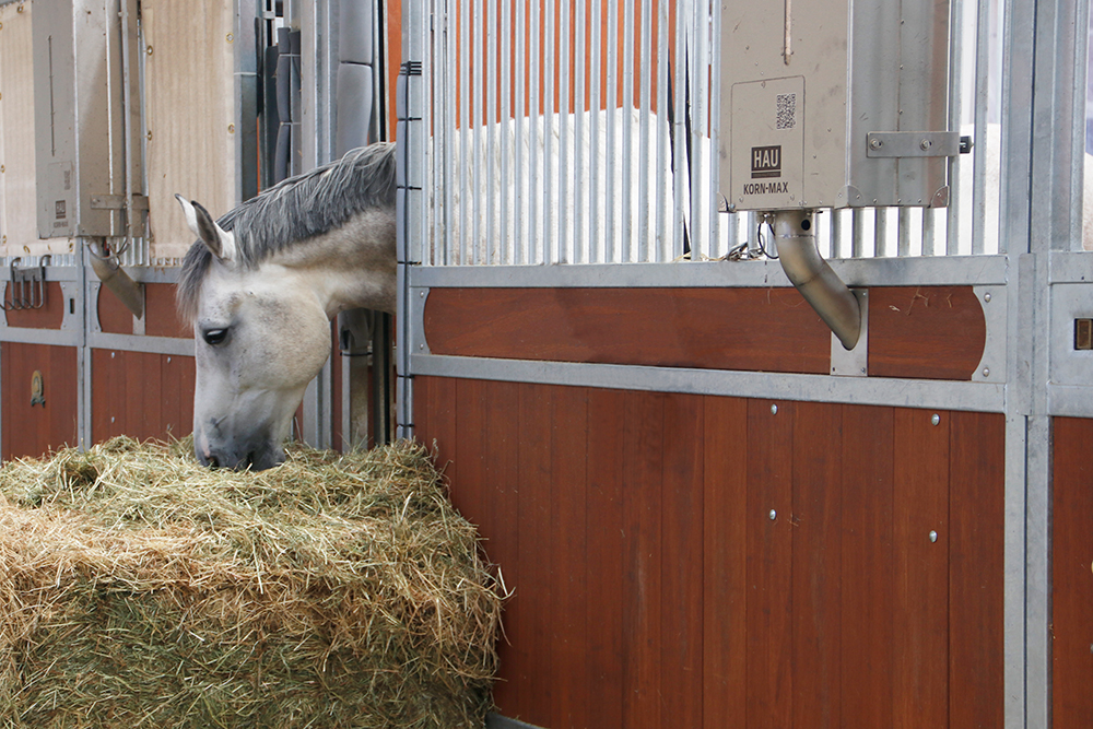Pferd steckt Kopf aus Innenbox und frisst Heu, daneben Futterautomat