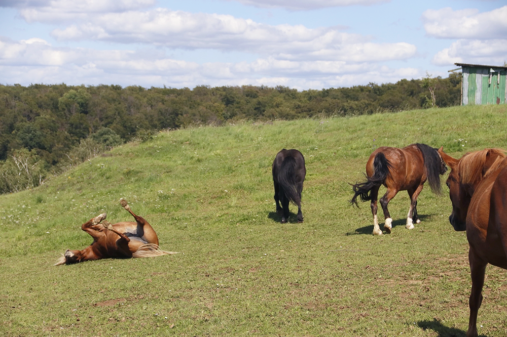 Drei Pferde stehen auf Weide, ein Pferd wälz sich im Gras