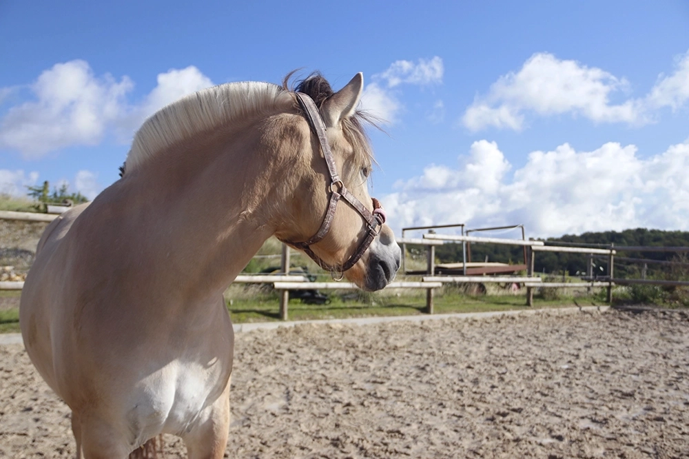 Hellbeiges Pferd schaut über Sandfläche neben Weide