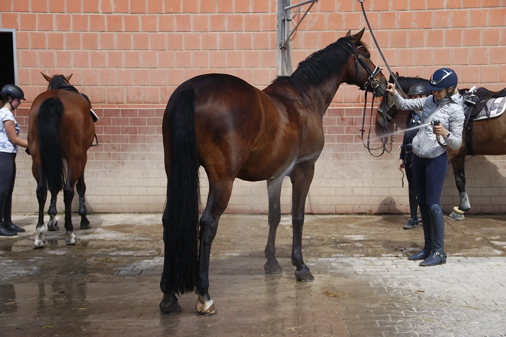 Person reinigt Pferd mit Wasserschlauch auf Putzplatz