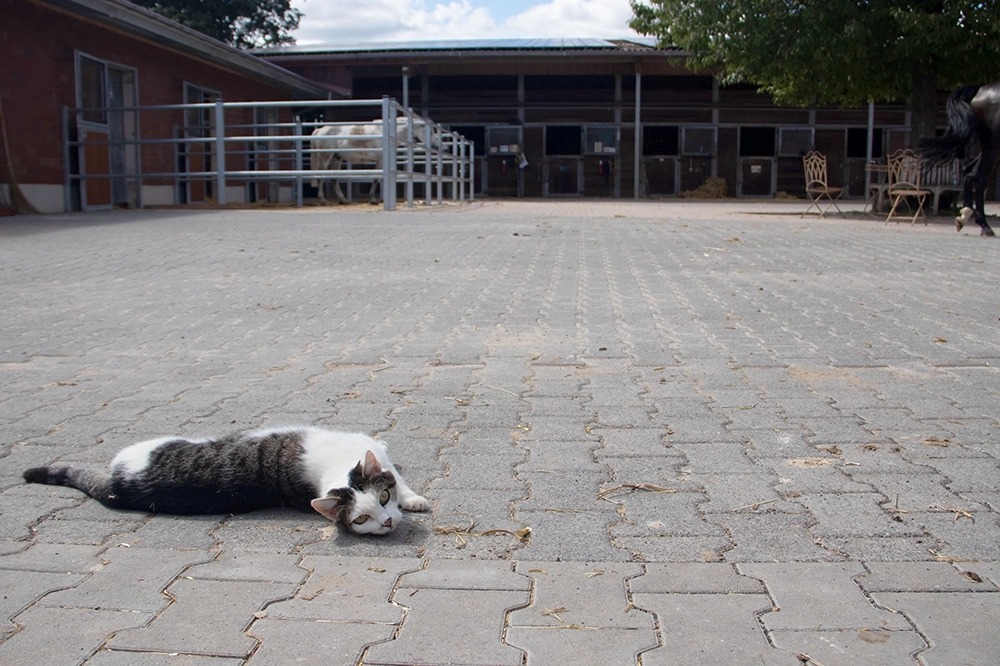 Eine Katze dreht sich liegend auf dem Hof