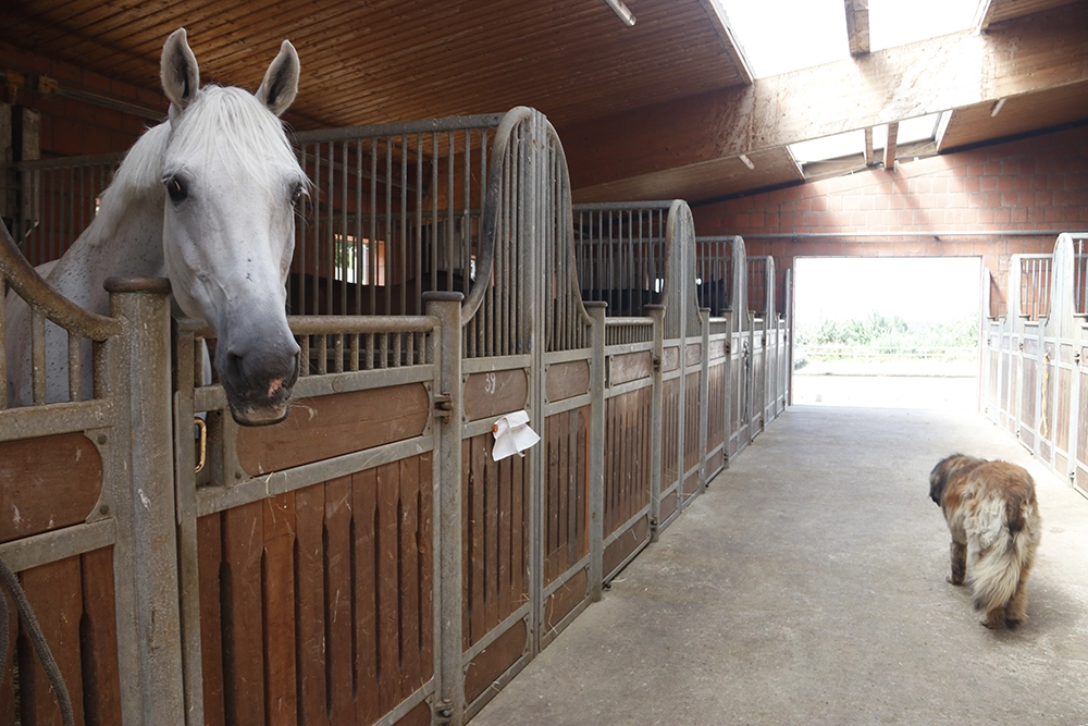 Ein Hund läuft im Stall an einem Schimmel vorbei