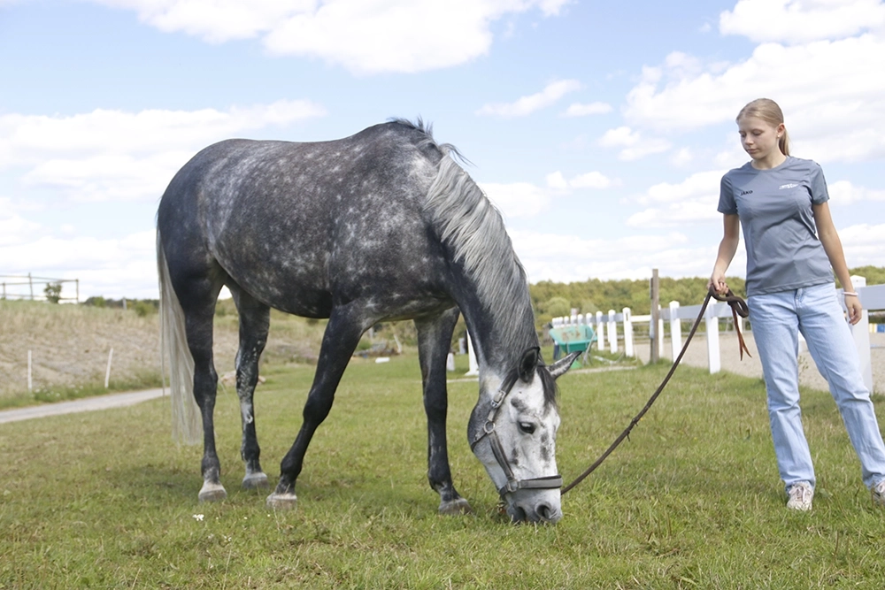 Mädchen hält grasendes an Leine