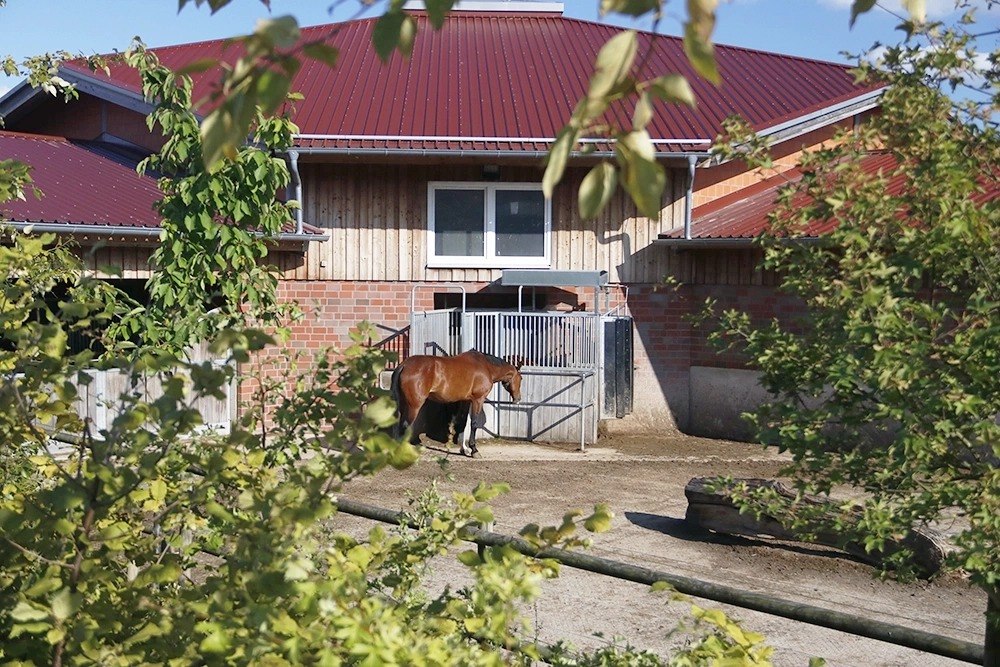 Grüne Bäume und Pferd vor Aktivstall-Gebäude